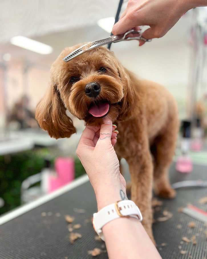 Köpeklerimiz neden kuaföre gitmeli ; Köpeklere tüy bakımı nasıl yapılır 